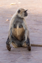 Obraz premium Langur Monkeys, Ranthambore