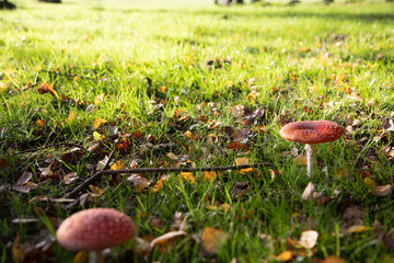 Amanita at the edge of an autumn forest.