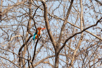 Ranthambore NP Wildlife
