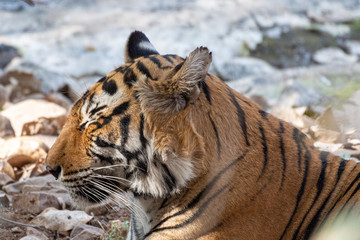 Tiger in Ranthambore NP
