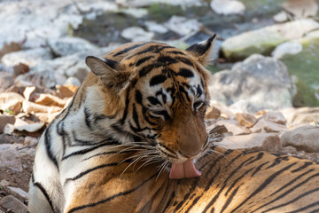 Tiger in Ranthambore NP