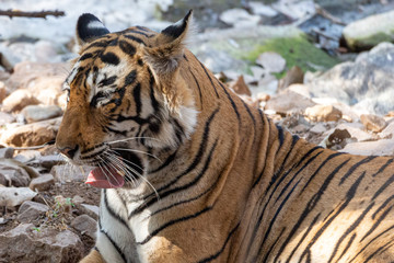 Tiger in Ranthambore NP
