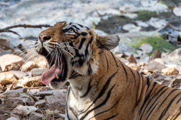 Tiger in Ranthambore NP