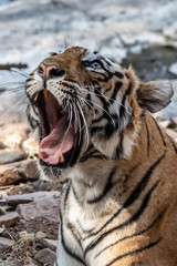 Tiger in Ranthambore NP