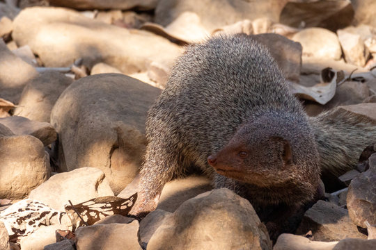 Ranthambore NP Wildlife