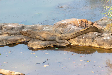 Fototapeta na wymiar Crocodile in India