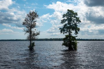 Solitary trees in the lake at the Great Dismal Swamp in Virginia - Powered by Adobe