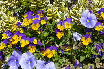 Plants in Botanic Garden