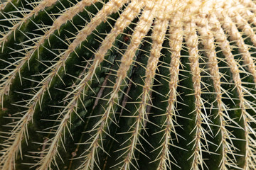 Plants in Botanic Garden