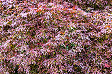 Plants in Botanic Garden