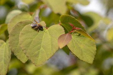 Plants in Botanic Garden
