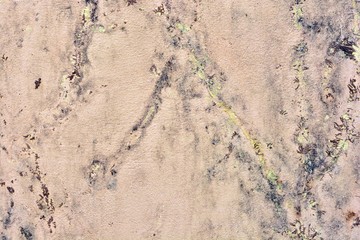 Pared con restos de plantas que estaban adherirdas, formando una textura original
