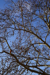Kahle Äste eines Baums in der Wintersonne