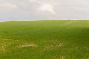 Agricultural Green Field