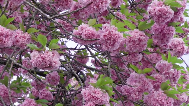 Beautiful and dense ball-shaped pink flowers of blooming sakura, close-up