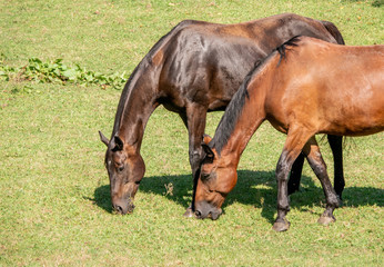 Close up detail of two magnificent horses grazing the grass in meadow in sunlight