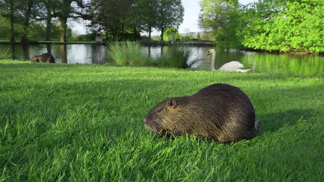 Beautiful nutria walks and eats green grass on the banks of the pond