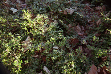 Frozen leaves