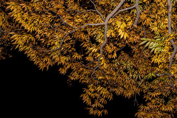 Fall Tree at Night 