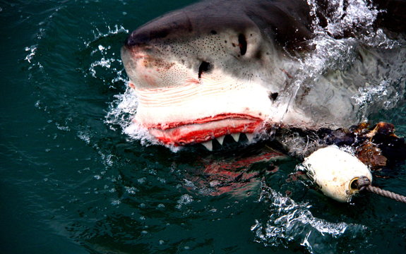 gansbaai, cape town, south africa