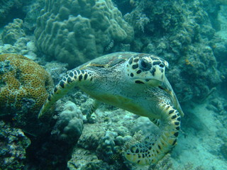 Hawksbill turtle (Eretmochelys imbricata) swimming, Borneo