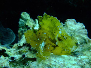 Leaf scorpionfish (Taenianotus triacanthus), Borneo