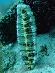 Sea pen with visible polyps, Borneo
