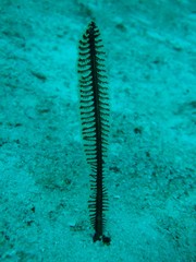 Sea pen anchored in sand, Borneo