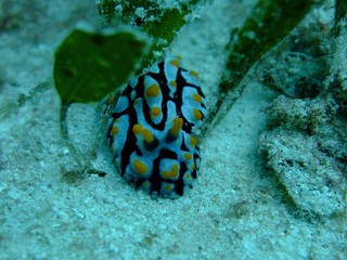Phyllidia varicosa nudibranch on sand, Borneo