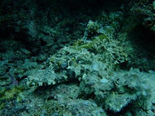 Crocodile fish (Cymbacephalus beauforti) lies in ambush, Borneo
