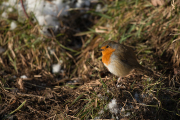 Robin in Winter