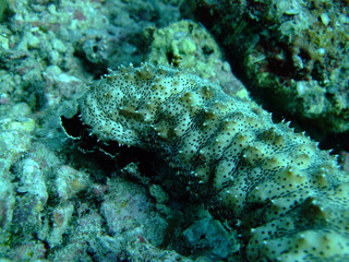 Sea cucumber (Bohadschia graeffei), Borneo