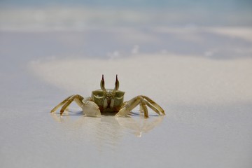 Fototapeta na wymiar crab