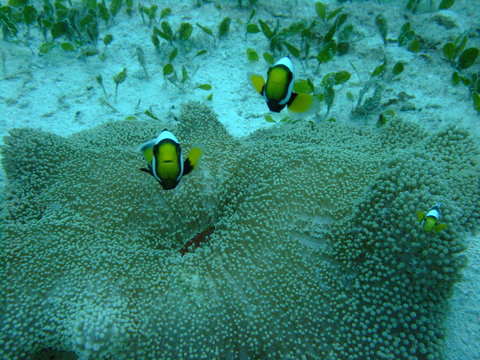 Clark's anemonefish (Amphiprion clarkii) defending Mertens' sea anemone (Stichodactyla mertensii), Borneo
