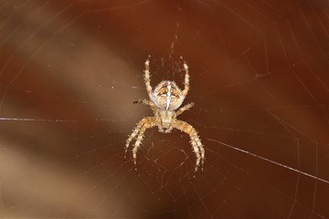 Kreuzspinne