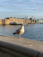 seagull on pier
