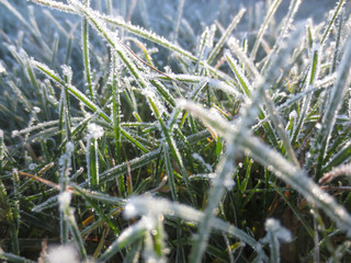 frost on grass