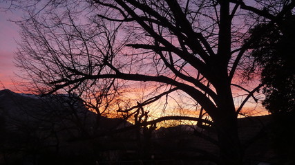 tree at sunset