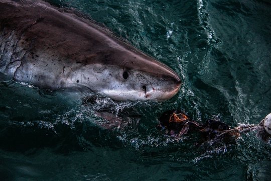 gansbaai, cape town, south africa