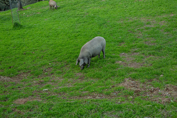 Iberian pig