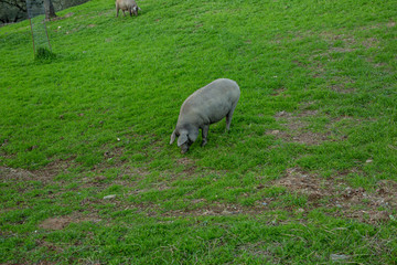 Iberian pig