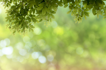 Fresh green tree leaves, frame. Green Nature background.