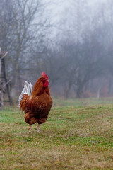 Beautiful Rooster standing on the grass in blurred nature green background.rooster going to crow.
