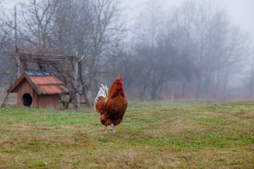 Beautiful Rooster standing on the grass in blurred nature green background.rooster going to crow.