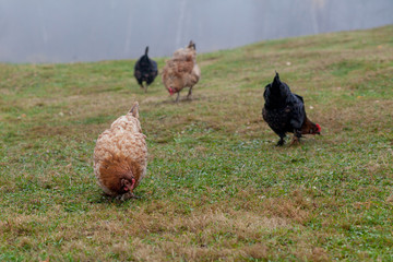 Rooster and chickens grazing on the grass