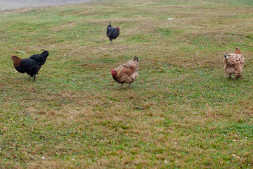 Rooster and chickens grazing on the grass