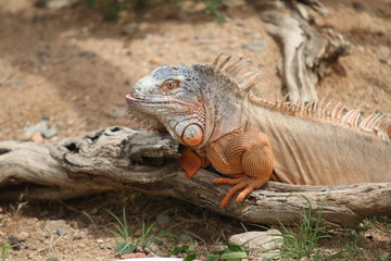 Fototapeta premium galapagos land iguana