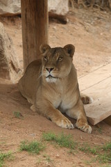 Obraz premium female lion