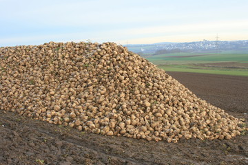 Zuckerrüben, Futterrüben