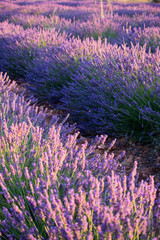Lavender plantation in Brihuega